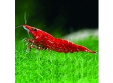 CARIDINA SAKURA RED FIRE 1 5-2