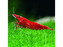 NEOCARIDINA SAKURA RED FIRE 1 5-2