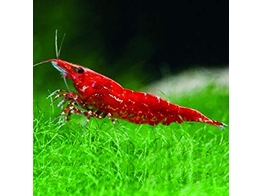 CARIDINA SAKURA RED FIRE 1 5-2