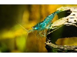 CARIDINA DENTICULATA  BLUE CHERRY  1 5