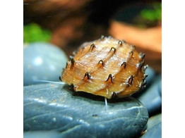 NERRITA SP. DURIAN 2-2 5