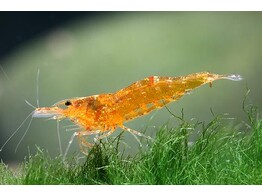 CARIDINA SP. MANDARIN 1-2