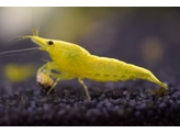 CARIDINA YELLOW GOLD LINE 1 5-2