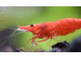 CARIDINA HETEROPODA SUPREMA RED 1 5