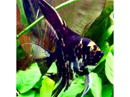 PTEROPHYLLUM SCALARE MARBLE 2 5