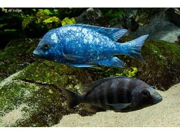 PLACIDOCHROMIS PHENOCHILLUS 3 5-4