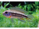 APISTOGRAMMA MENDEZI 3 - 4