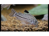 CORYDORAS JULII 2 - 2 5