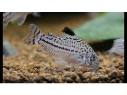 CORYDORAS JULII 2 - 2 5