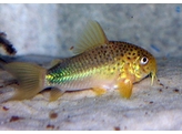 CORYDORAS SIMILIS 2 - 2 5