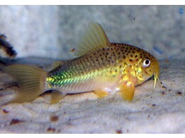 CORYDORAS SIMILIS 2 - 2 5