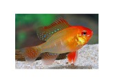 MIKROGEOPHAGUS RAMIREZI RED GOLD 3-3 5