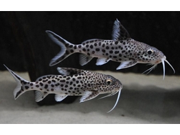 SYNODONTIS SP. MULTIPUNCTATUS SILVER 4