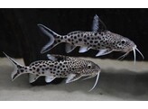 SYNODONTIS SP. MULTIPUNCTATUS SILVER 4