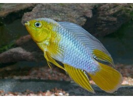 APISTOGRAMMA BORELLII YELLOW HEAD 3