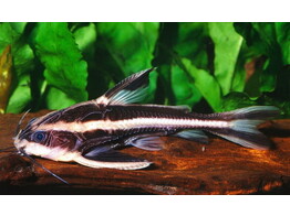 PLATYDORAS COSTATUS 3