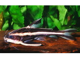 PLATYDORAS COSTATUS 3