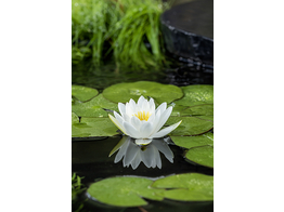 Nymphaea  Alba 