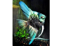 PTEROPHYLLUM SCALARE MARBLE BLUE 4-5