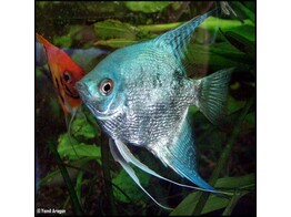 PTEROPHYLLUM SCALARE BLUE 3