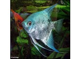 PTEROPHYLLUM SCALARE BLUE 4-5