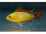 APISTOGRAMMA CACATUOIDES GOLD RED 3 - 3 5