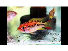 APISTOGRAMMA MACMASTERI RED NECK 3 - 4