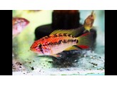 APISTOGRAMMA MACMASTERI RED NECK 3 - 4