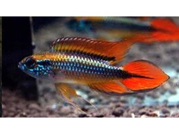 APISTOGRAMMA AGASSIZII DOUBLE RED L