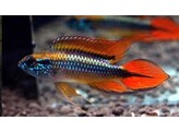 APISTOGRAMMA AGASSIZII DOUBLE RED L