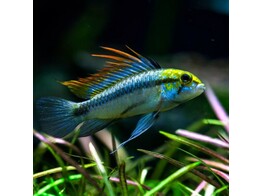 APISTOGRAMMA TRIFASCIATA 2 - 3