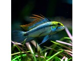 APISTOGRAMMA TRIFASCIATA 2 - 3