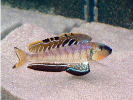 ENANTIOPUS/XENOTILAPIA MELANOGENYS UTINTA ORAN 4-5