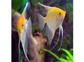 PTEROPHYLLUM SCALARE GOLD 2-2 5