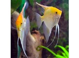 PTEROPHYLLUM SCALARE GOLD 1 5-2