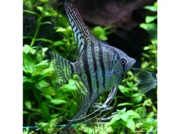 PTEROPHYLLUM SCALARE ZEBRA 1 5-2