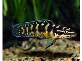 JULIDOCHROMIS TRANSCTRIPUS KISSI 3 5-4 5