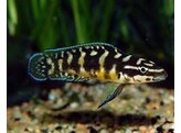 JULIDOCHROMIS TRANSCTRIPUS KISSI 3 5-4 5