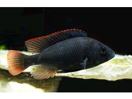 HAPLOCHROMIS/ASTATOTILAPIA NUBILUS 3-3 5