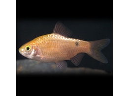 BARBUS/PUNTIUS CONCHONIUS GOLD S