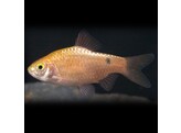 BARBUS/PUNTIUS CONCHONIUS GOLD S