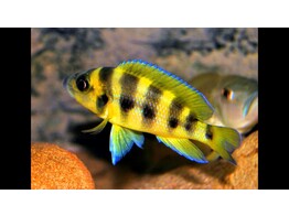 LAMPROLOGUS SEXFASCIATUS GOLD 5-7