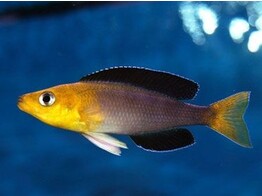 CYPRICHROMIS LEPTOSOMA YELLOW HEAD 5-6