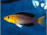 CYPRICHROMIS LEPTOSOMA YELLOW HEAD 5-6