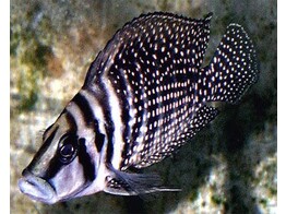 ALTOLAMPROLOGUS CALVUS BLACK FIN 3 5