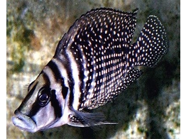 ALTOLAMPROLOGUS CALVUS BLACK FIN 3 5