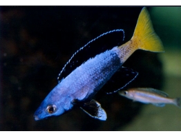 CYPRICHROMIS SP. JUMBO KITUMBA 6-8