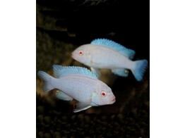 PSEUDOTROPHEUS SOCOLOFI ALBINO 4 - 5