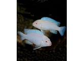 PSEUDOTROPHEUS SOCOLOFI ALBINO 3