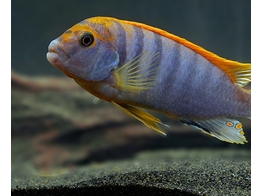 LABIDOCHROMIS HONGI RED TOP  3